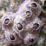 Le patrimoine Naturel, U patrimoniu Naturali Le patrimoine Naturel, U patrimoniu Naturali