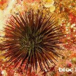 Le patrimoine Naturel, U patrimoniu Naturali Le patrimoine Naturel, U patrimoniu Naturali