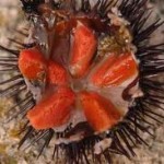 Le patrimoine Naturel, U patrimoniu Naturali Le patrimoine Naturel, U patrimoniu Naturali