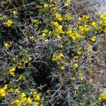 Le patrimoine Naturel, U patrimoniu Naturali Le patrimoine Naturel, U patrimoniu Naturali