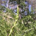 Le patrimoine Naturel, U patrimoniu Naturali Le patrimoine Naturel, U patrimoniu Naturali