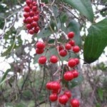 Le patrimoine Naturel, U patrimoniu Naturali Le patrimoine Naturel, U patrimoniu Naturali