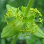 Le patrimoine Naturel, U patrimoniu Naturali Le patrimoine Naturel, U patrimoniu Naturali