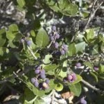 Le patrimoine Naturel, U patrimoniu Naturali Le patrimoine Naturel, U patrimoniu Naturali