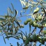 Le patrimoine Naturel, U patrimoniu Naturali Le patrimoine Naturel, U patrimoniu Naturali