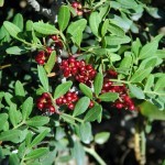 Le patrimoine Naturel, U patrimoniu Naturali Le patrimoine Naturel, U patrimoniu Naturali