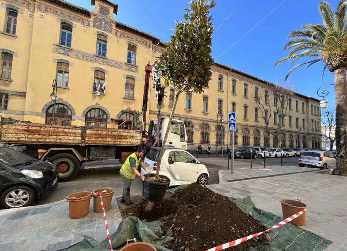 Magnolias et tulipiers pour le cours Grandval