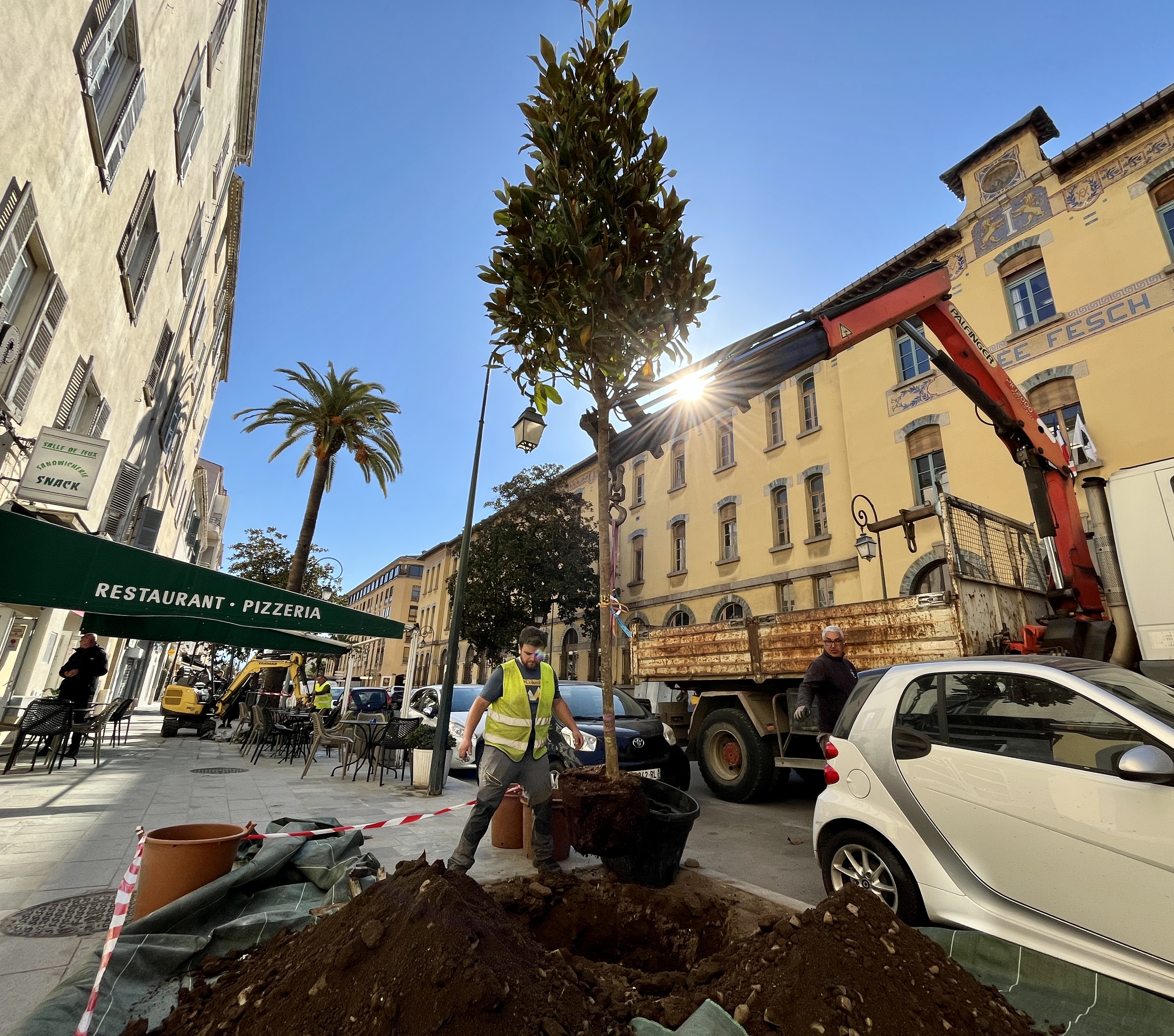 Magnolia grandiflora en cours de plantation de jeudi matin devant le lycée Fesch (Photos Ville d'Ajaccio).