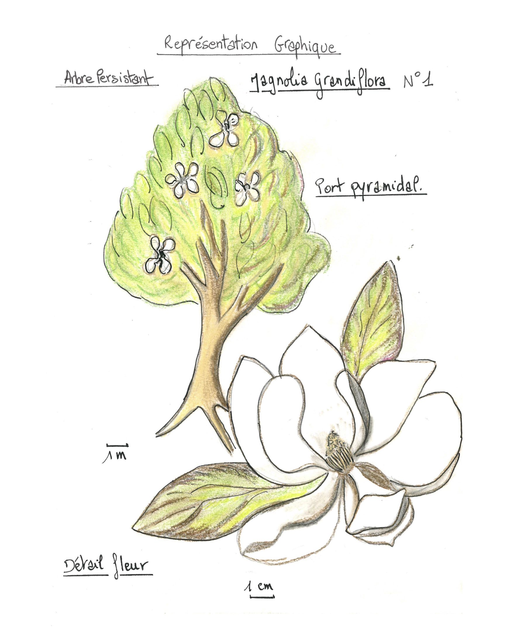 Magnolias et tulipiers pour le cours Grandval