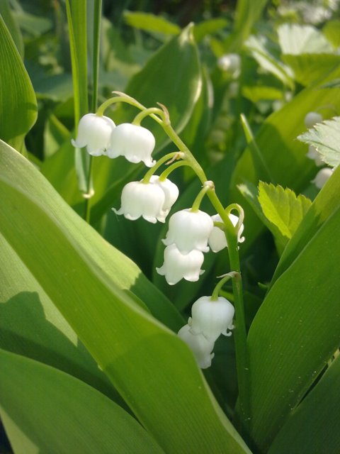 Mise à disposition d’emplacements pour la vente de muguet le 1er mai 2019 Mise à disposition d’emplacements pour la vente de muguet le 1er mai 2019