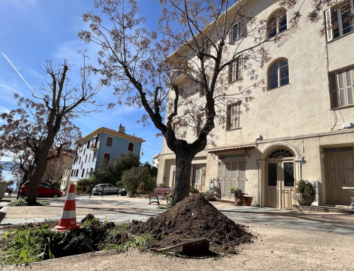 Végétalisation urbaine, une démarche écologique, économique et salutaire