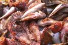 Recettes Ajacciennes Recettes Ajacciennes